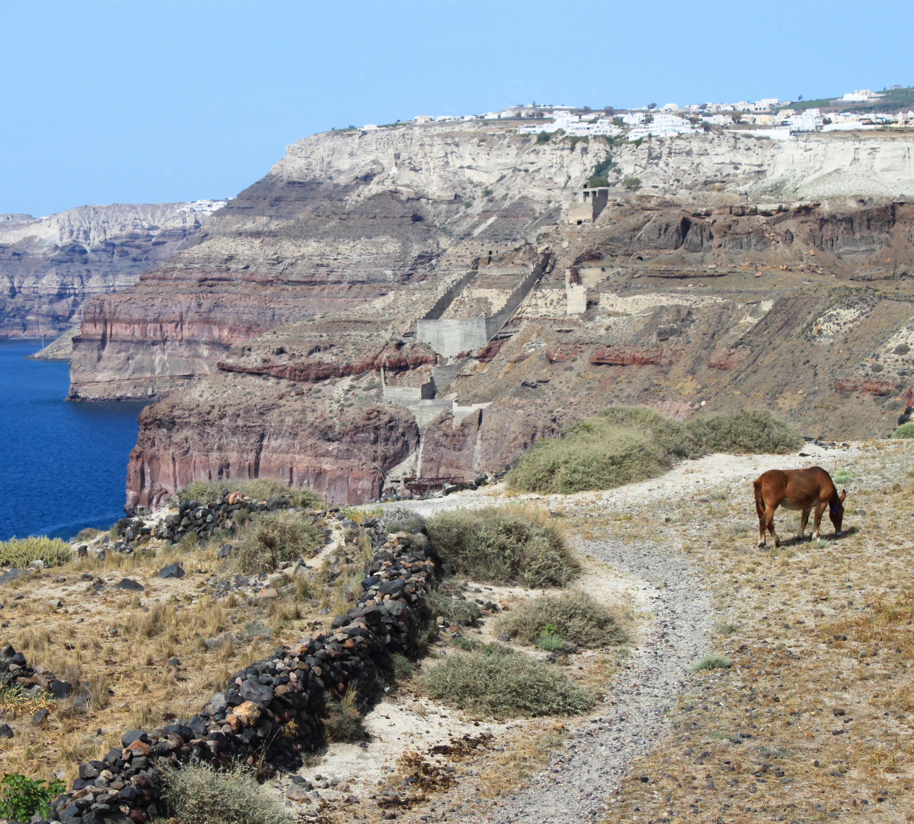 Donkeys while ATV-ing in Santorini