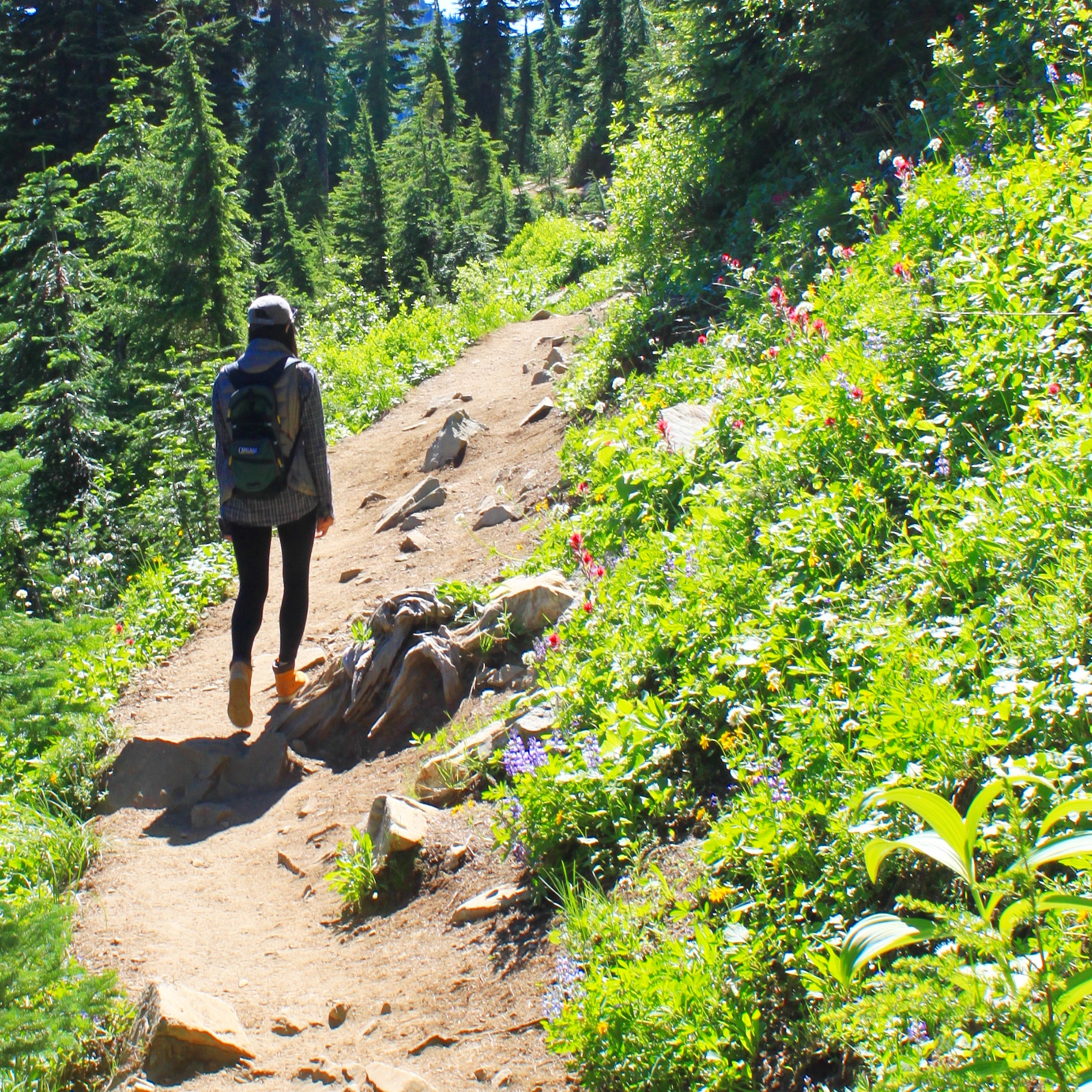 Wildflower lining the Naches Point Loop trail 2