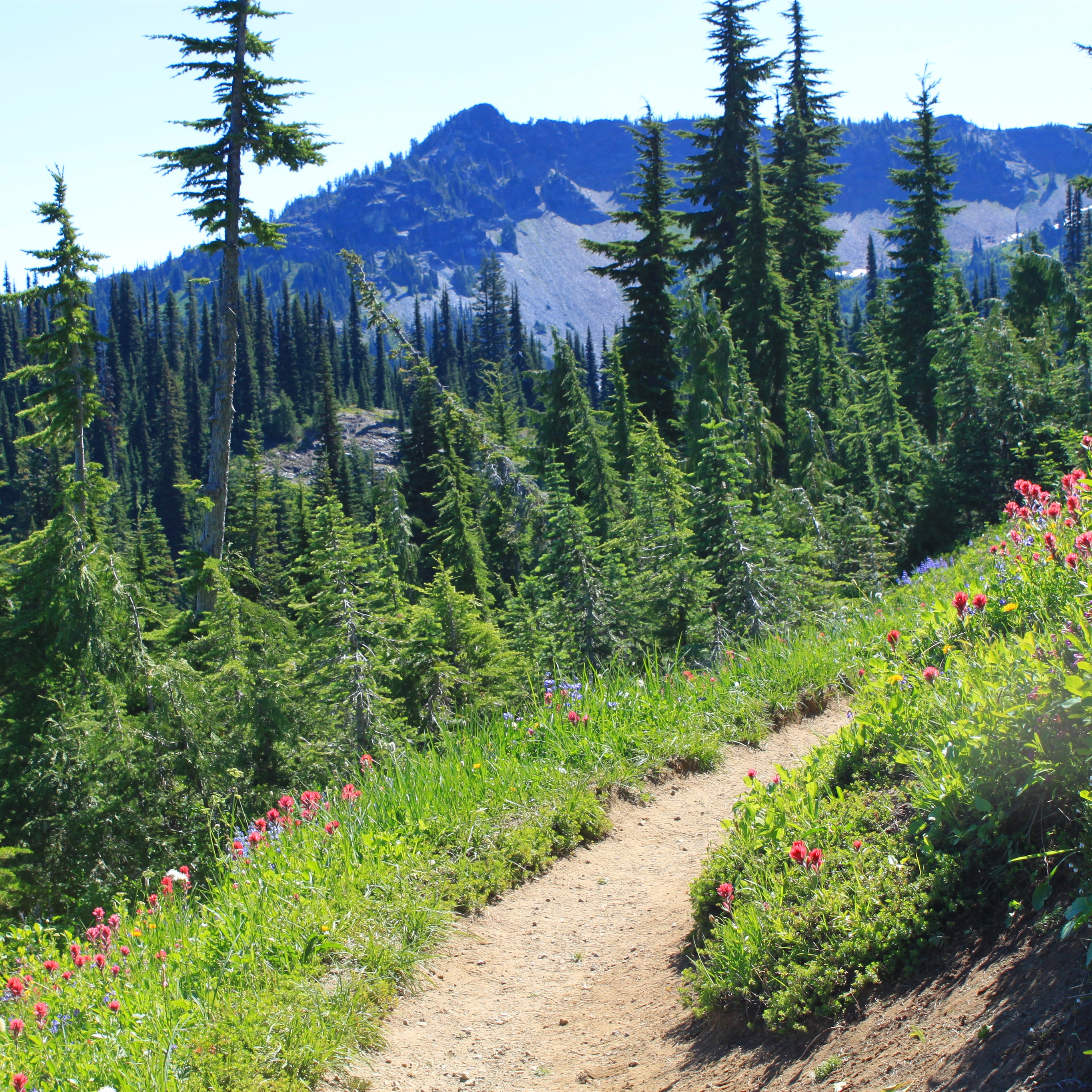 Wildflower lining the Naches Point Loop trail