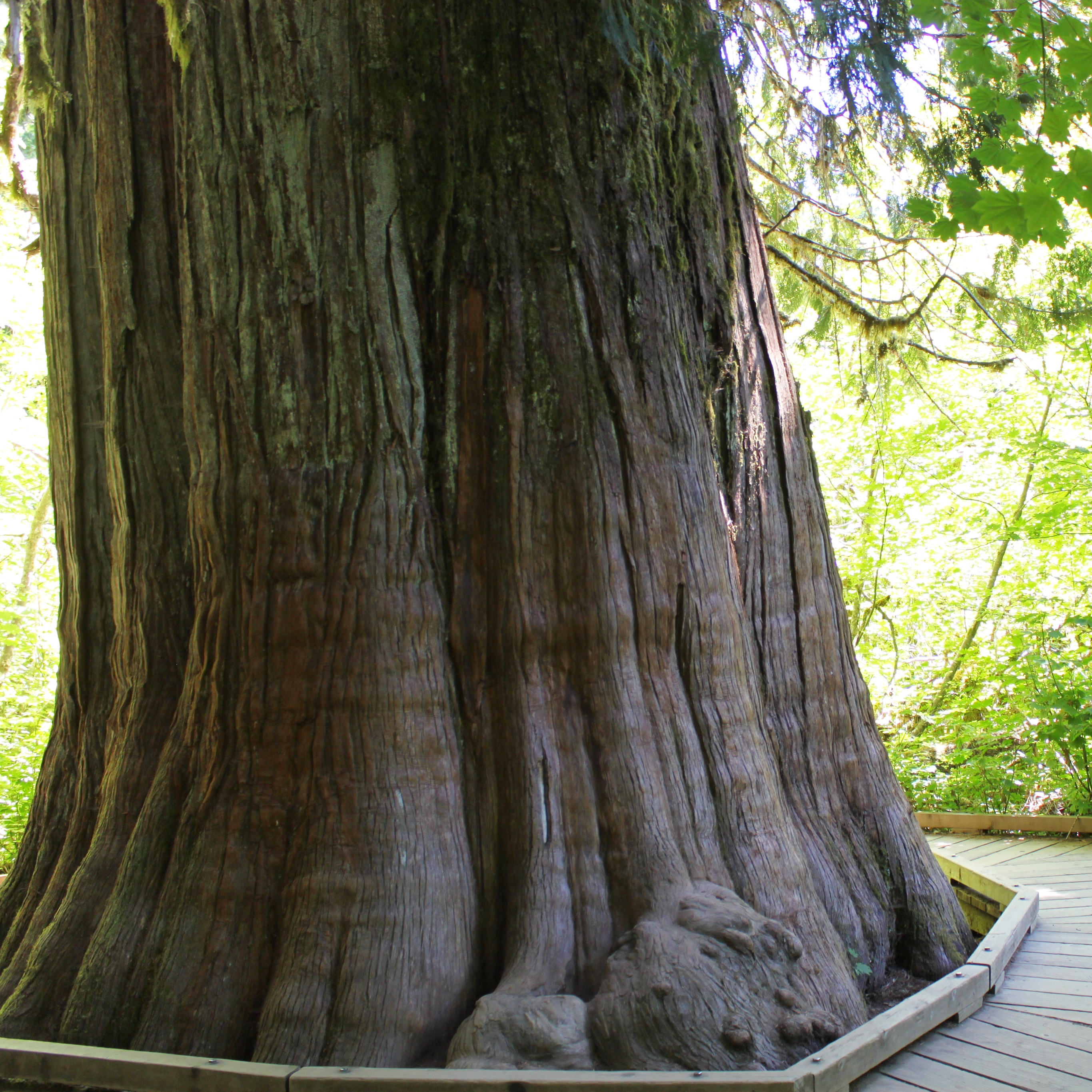 Grove of the Patriarchs Trail