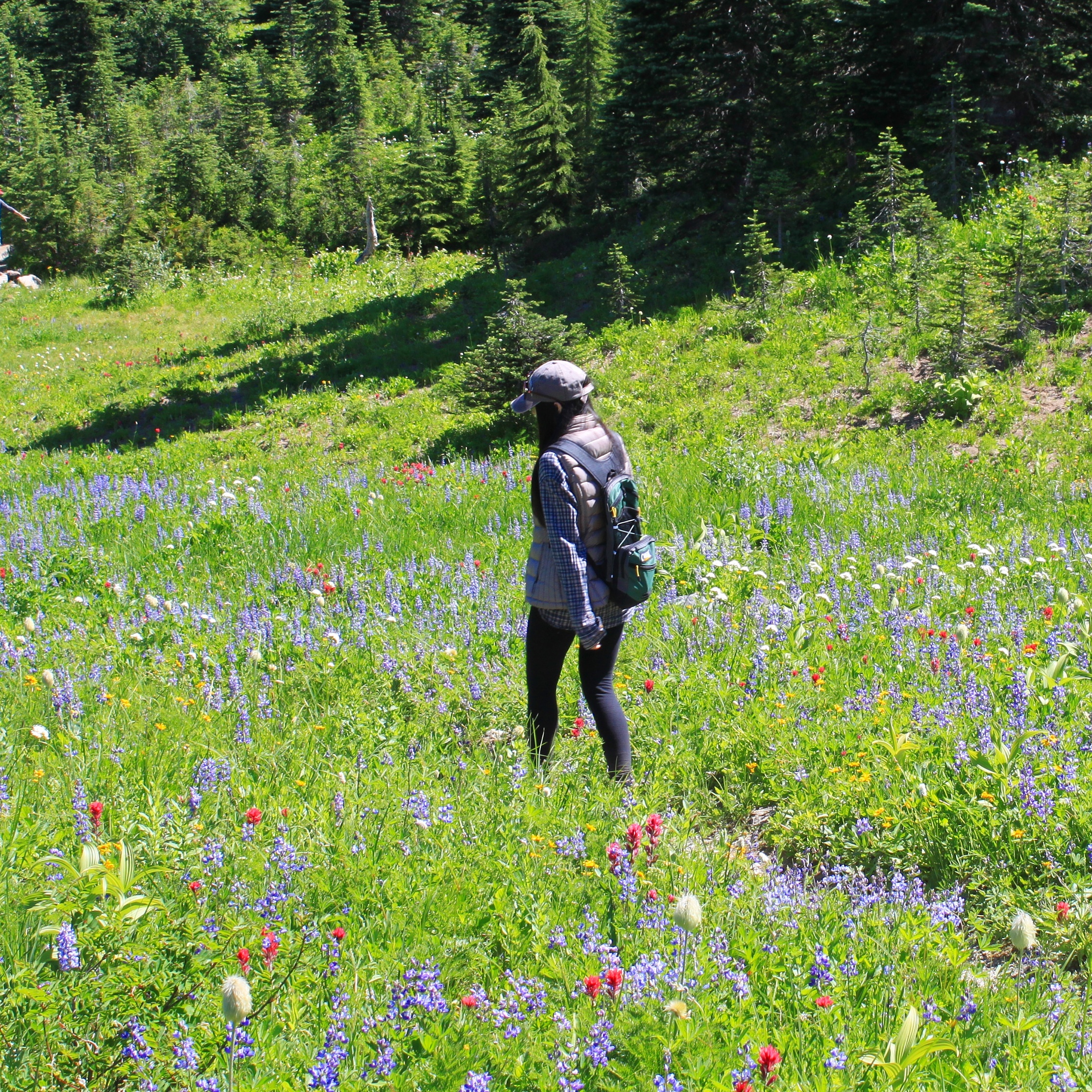 Tipsoo Lake Wildflowers