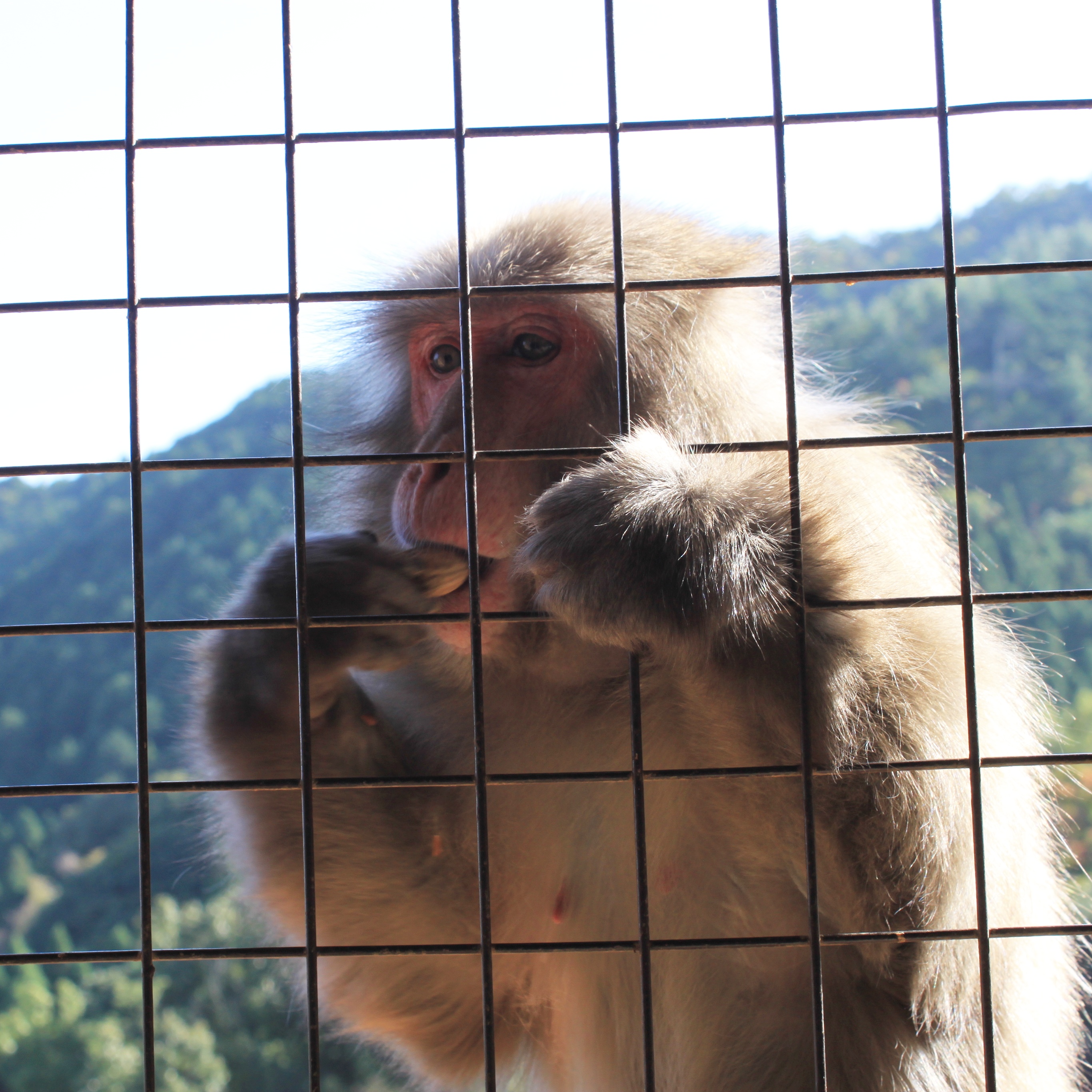 Arashiyama Monkey Park