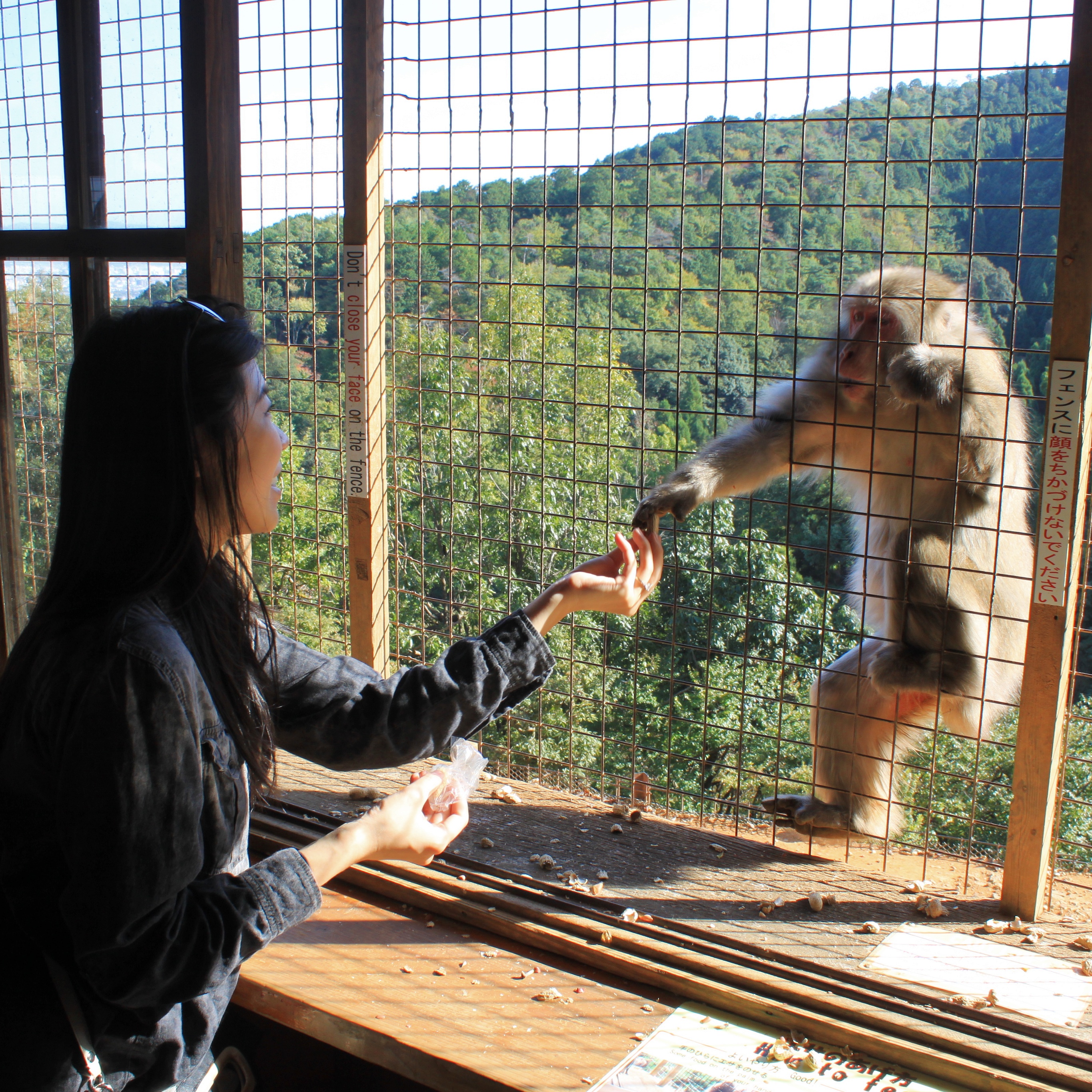 Arashiyama Monkey Park