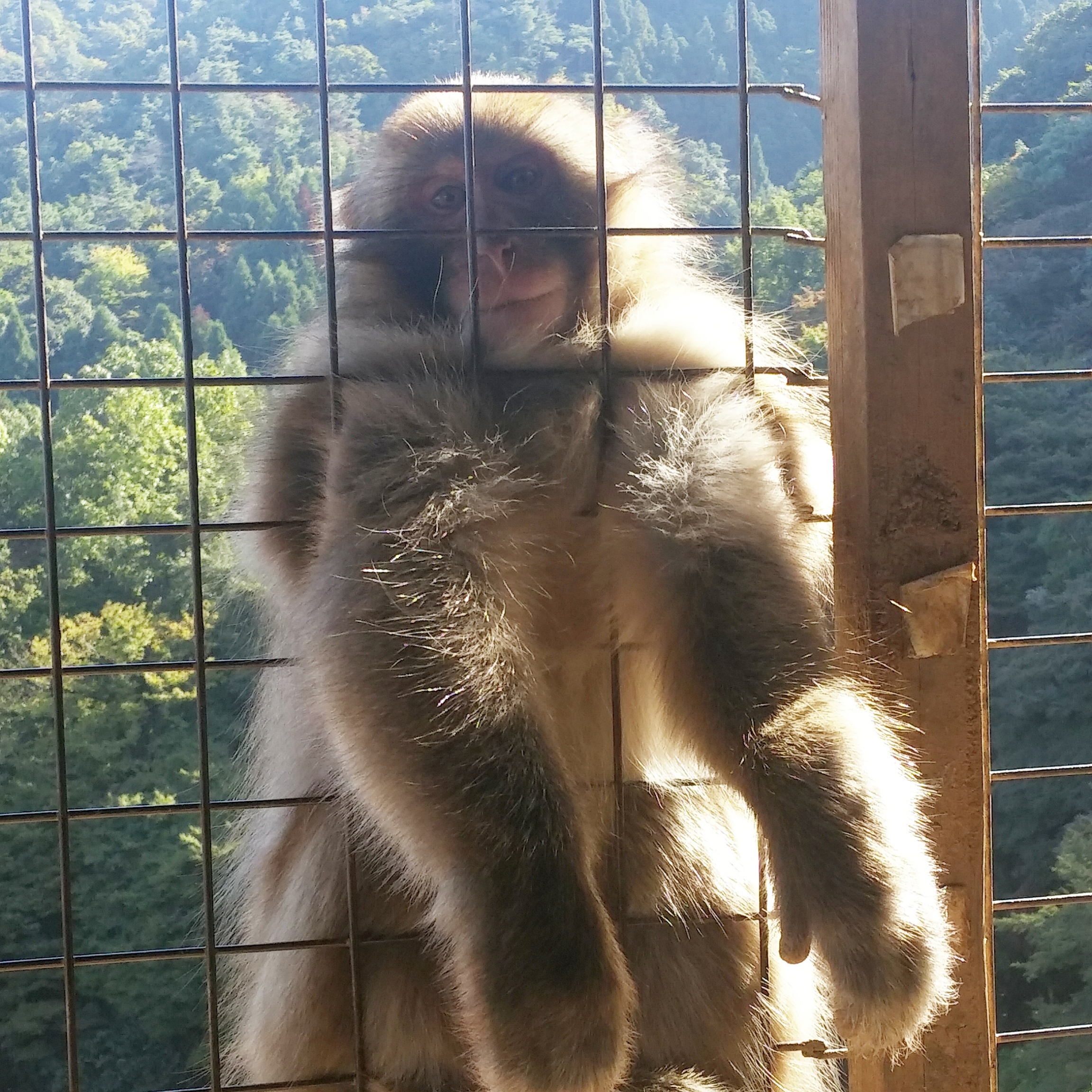 Arashiyama Monkey Park