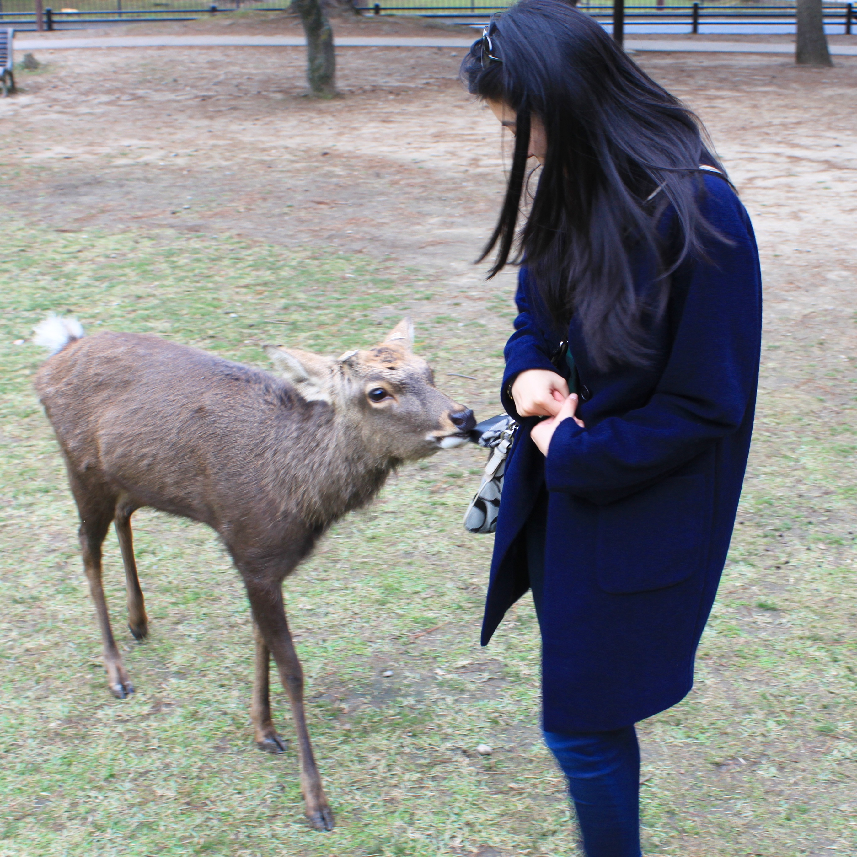 Nara Deer Park