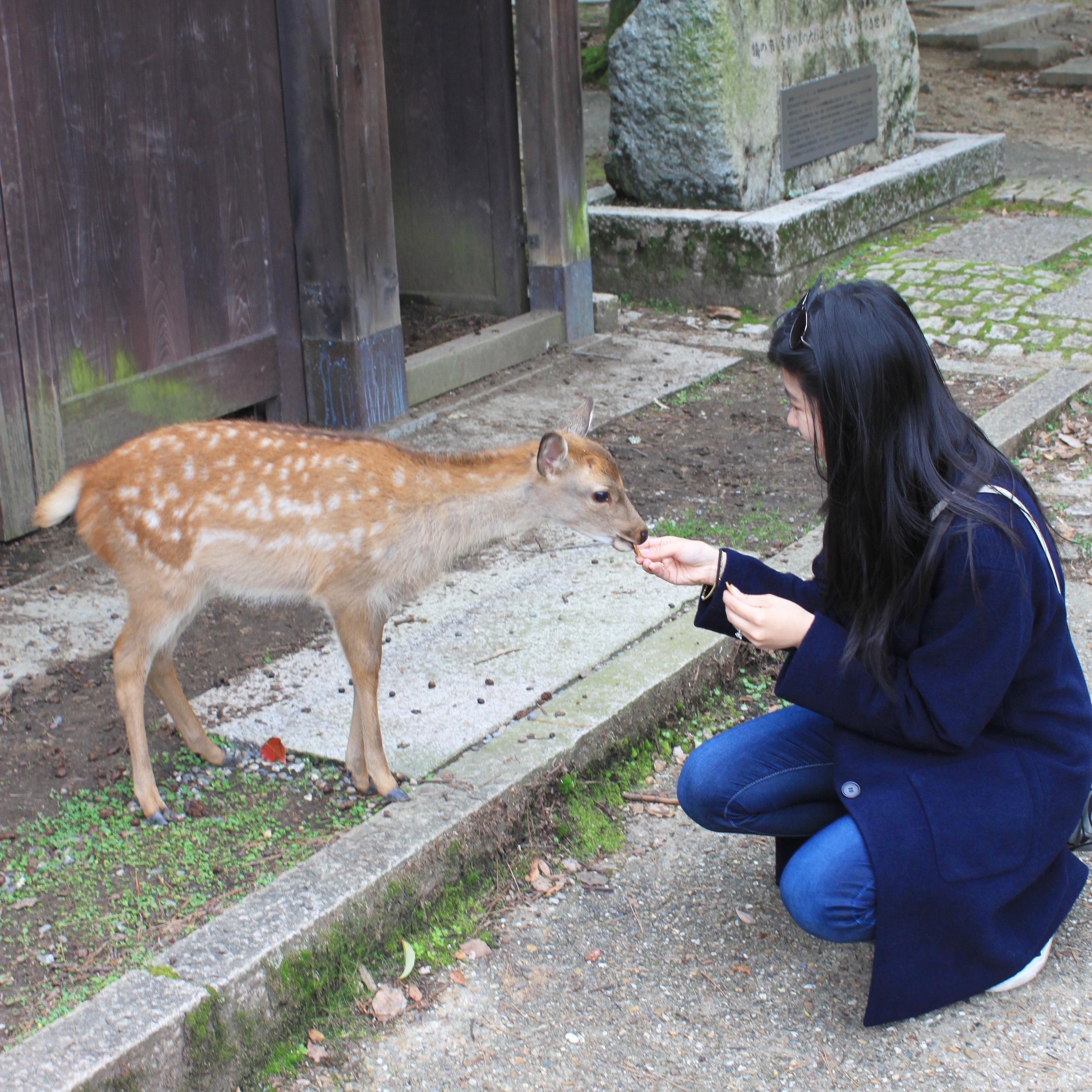 Nara Deer Park