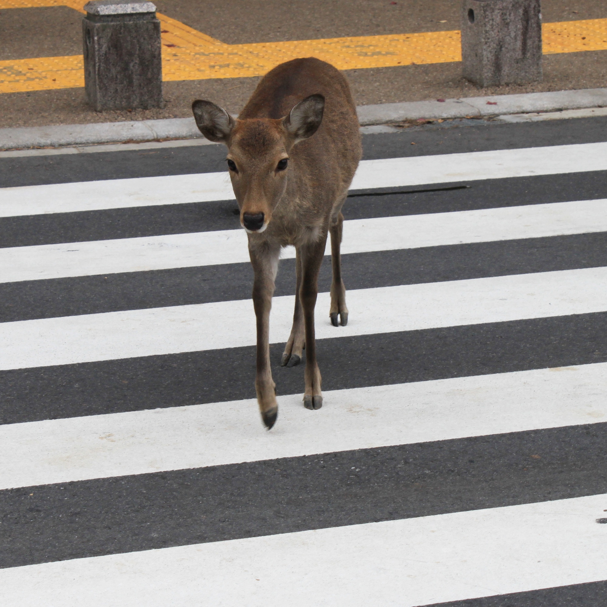 Nara Deer Park