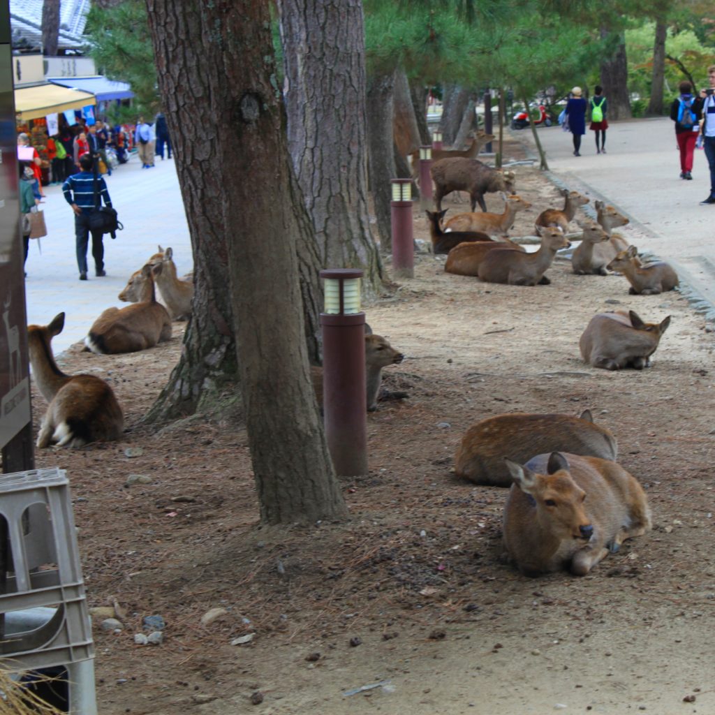 Deer in Nara Park