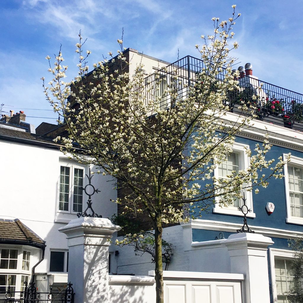 White cherry blossoms at Notting Hill