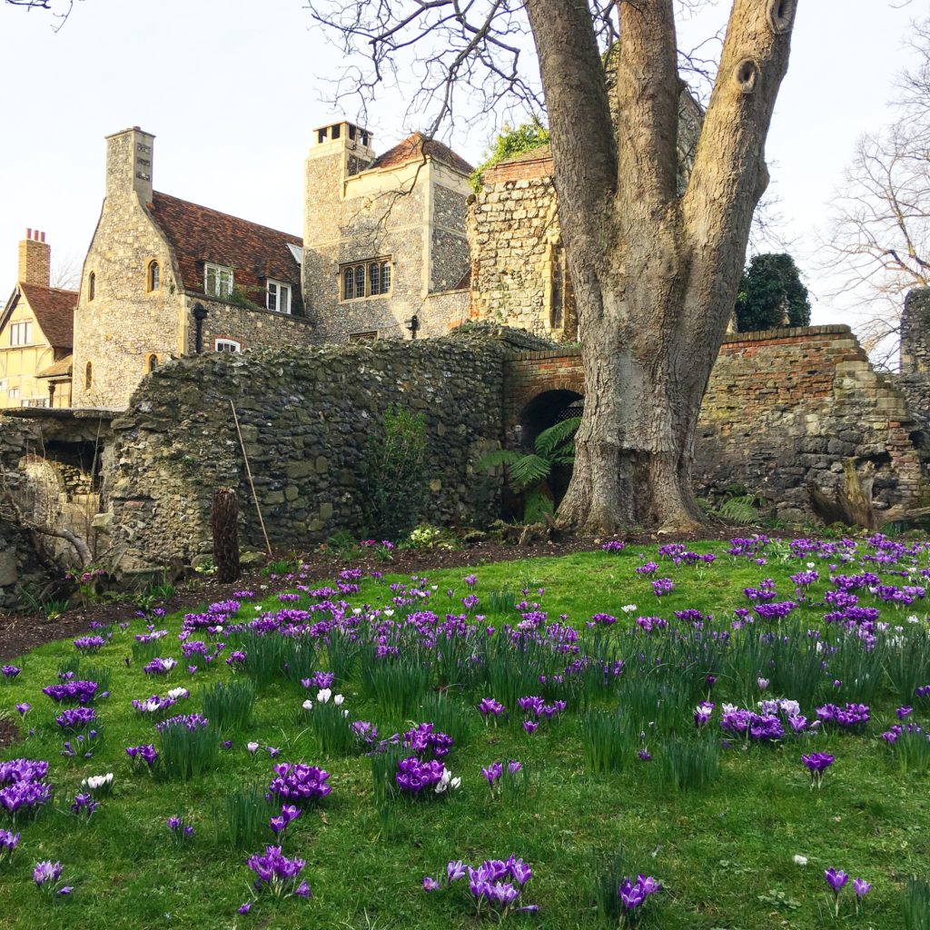 purple flowers on the grounds of Canterbury Cathedral