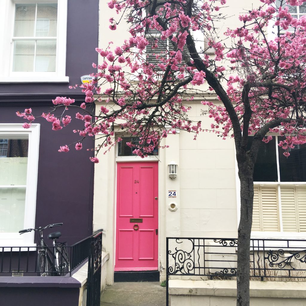 Cherry blossoms in Notting Hill