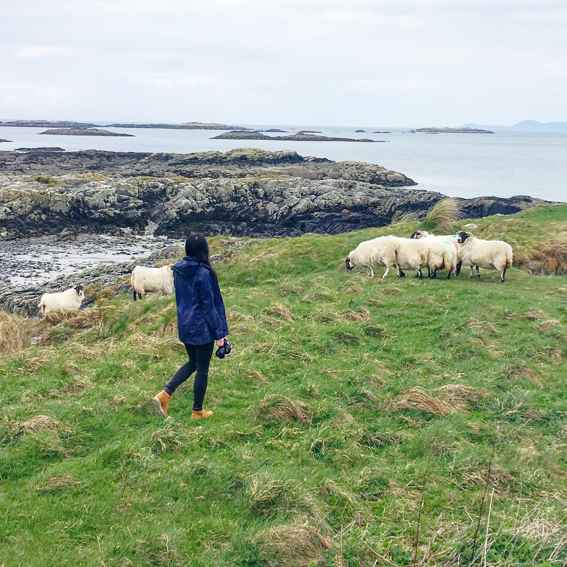 Playing with sheep in Scotland