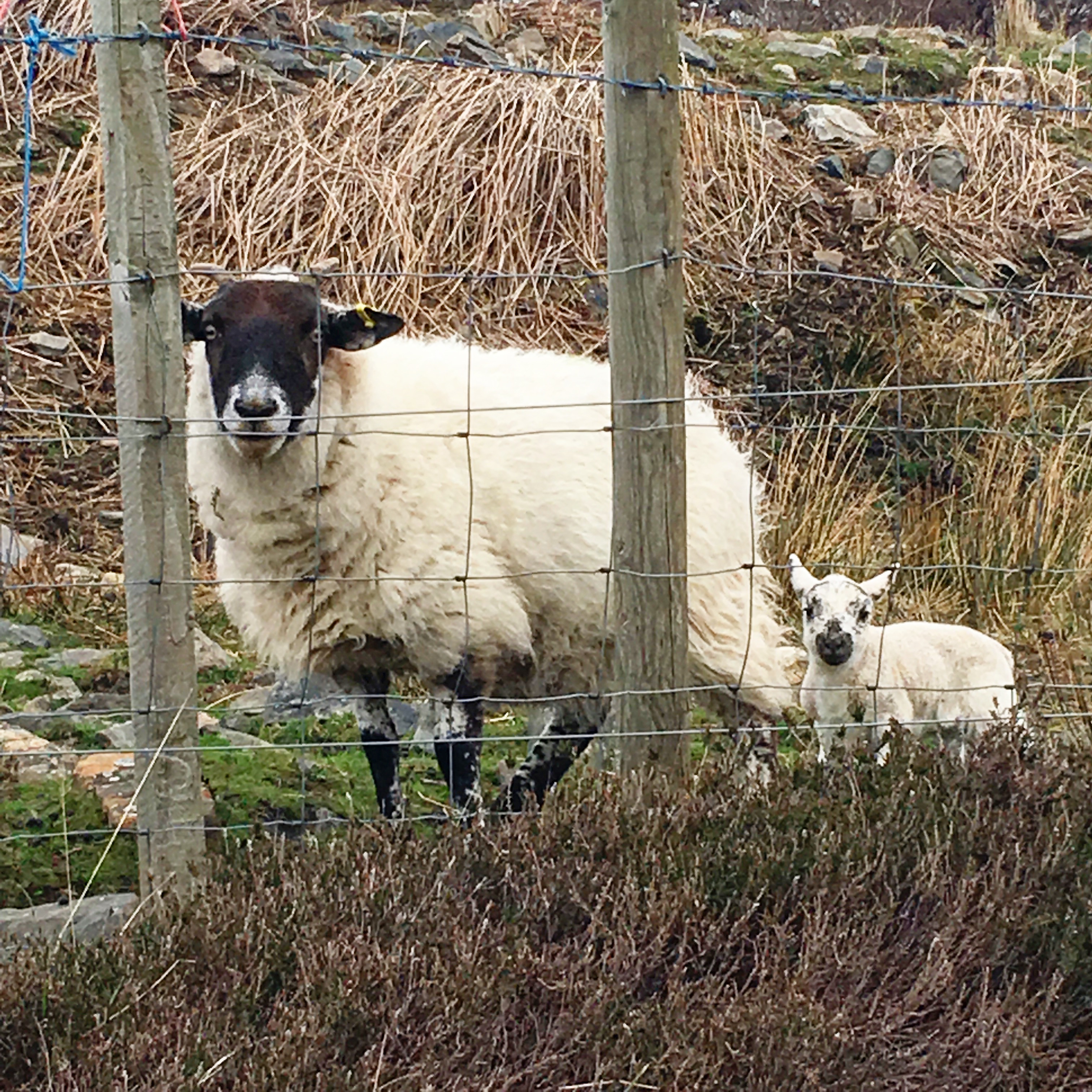 Playing with sheep in Scotland