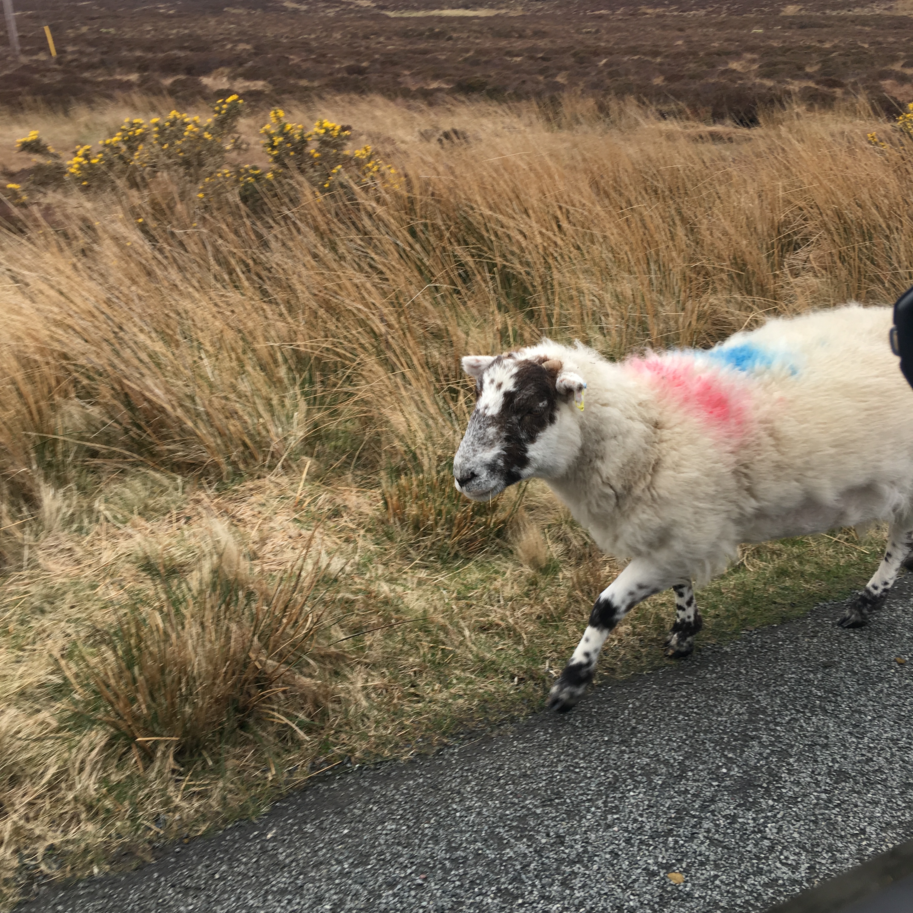 Playing with sheep in Scotland