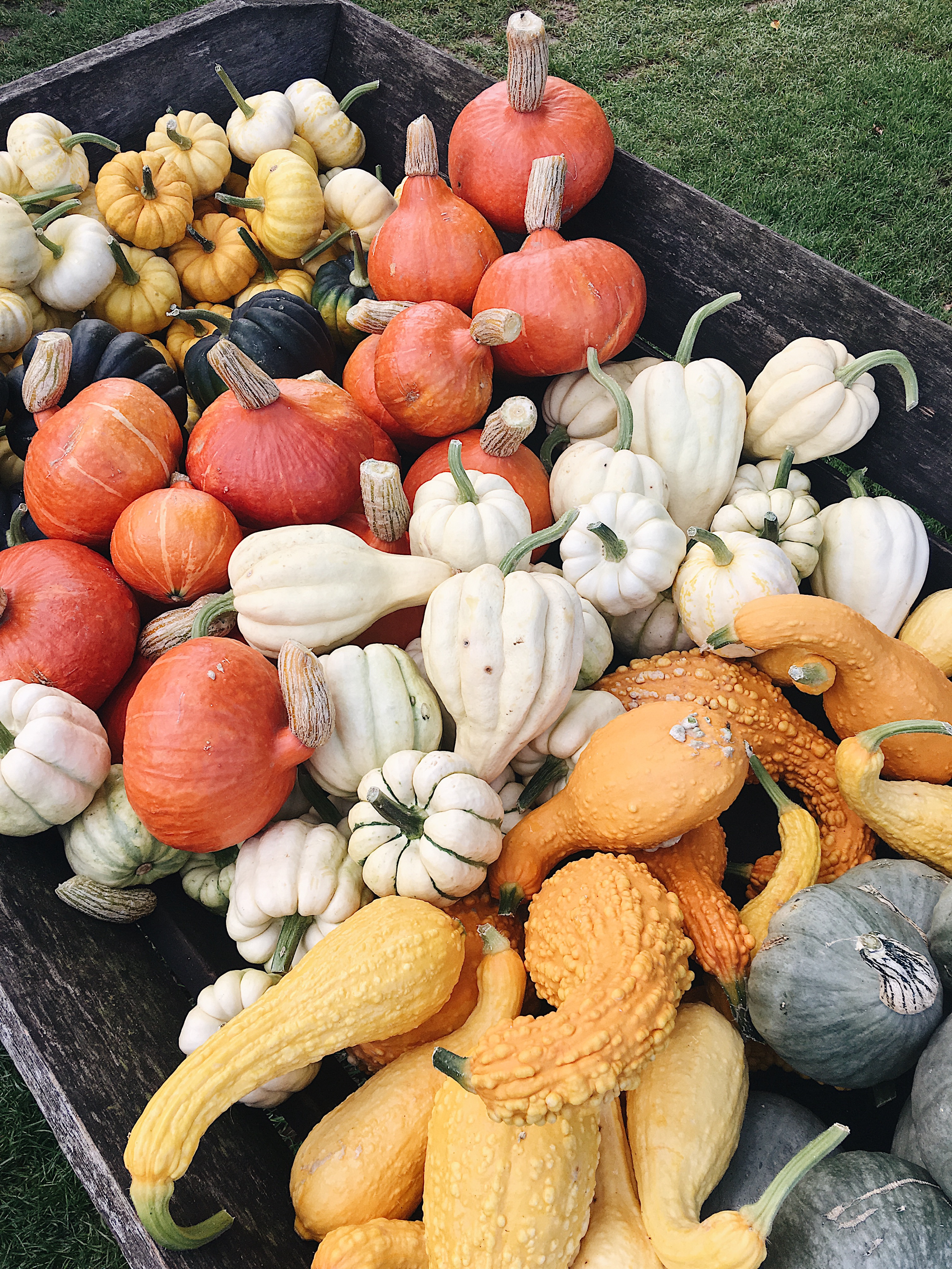 Seasonal pumpkins at Daylesford Organic Farm 