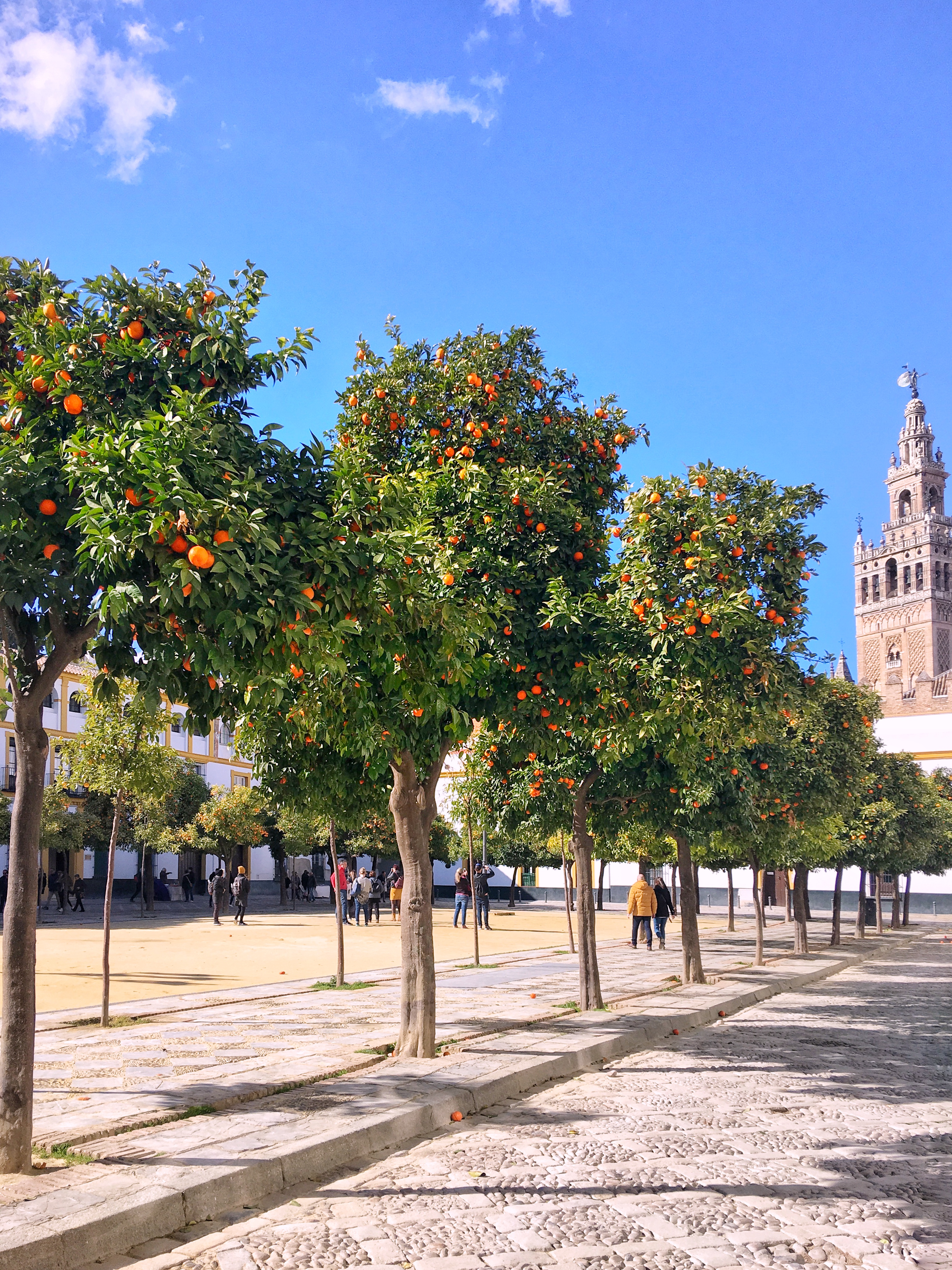Orange trees at the Real Alcazar