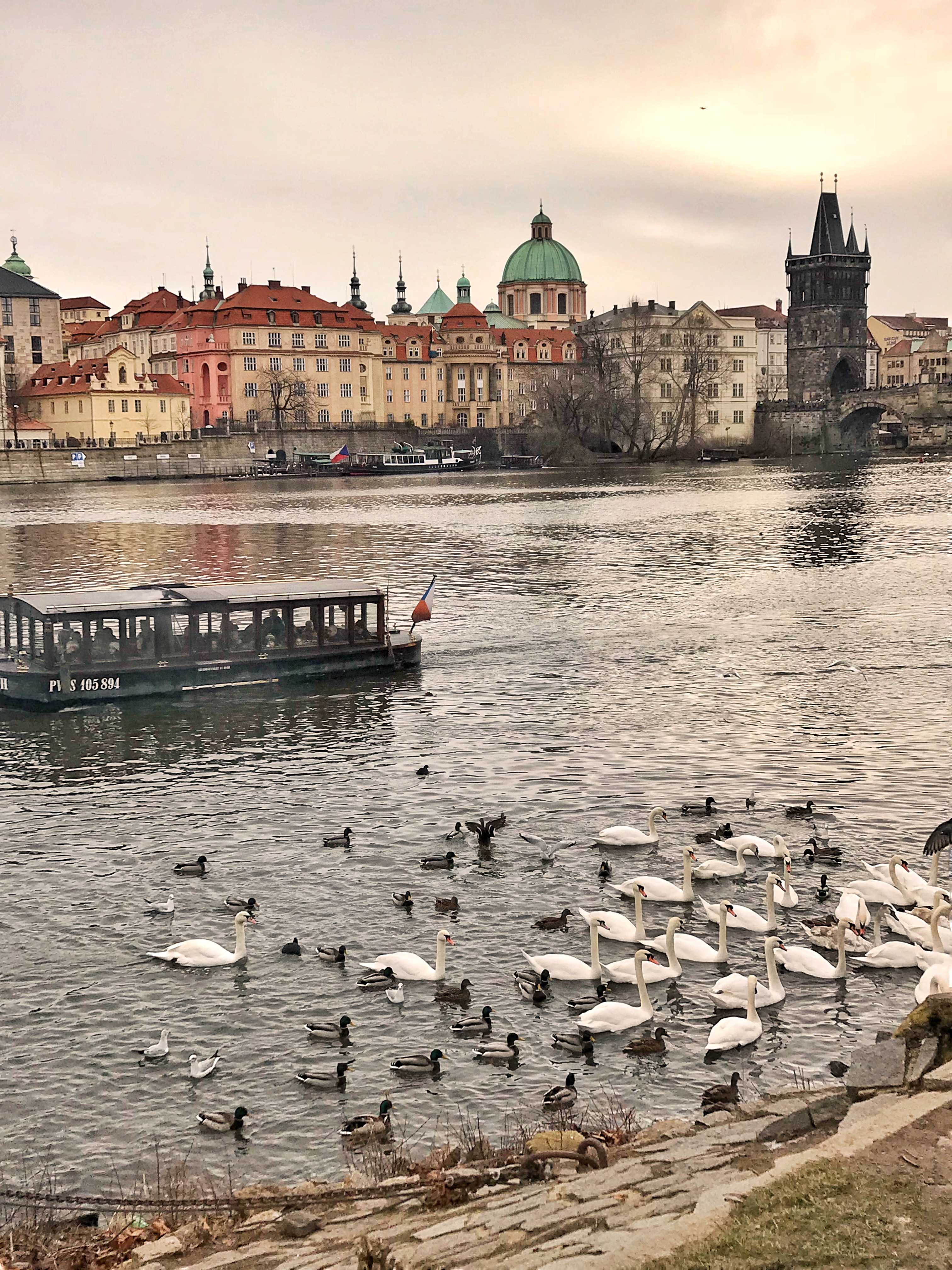 Swans of Prague