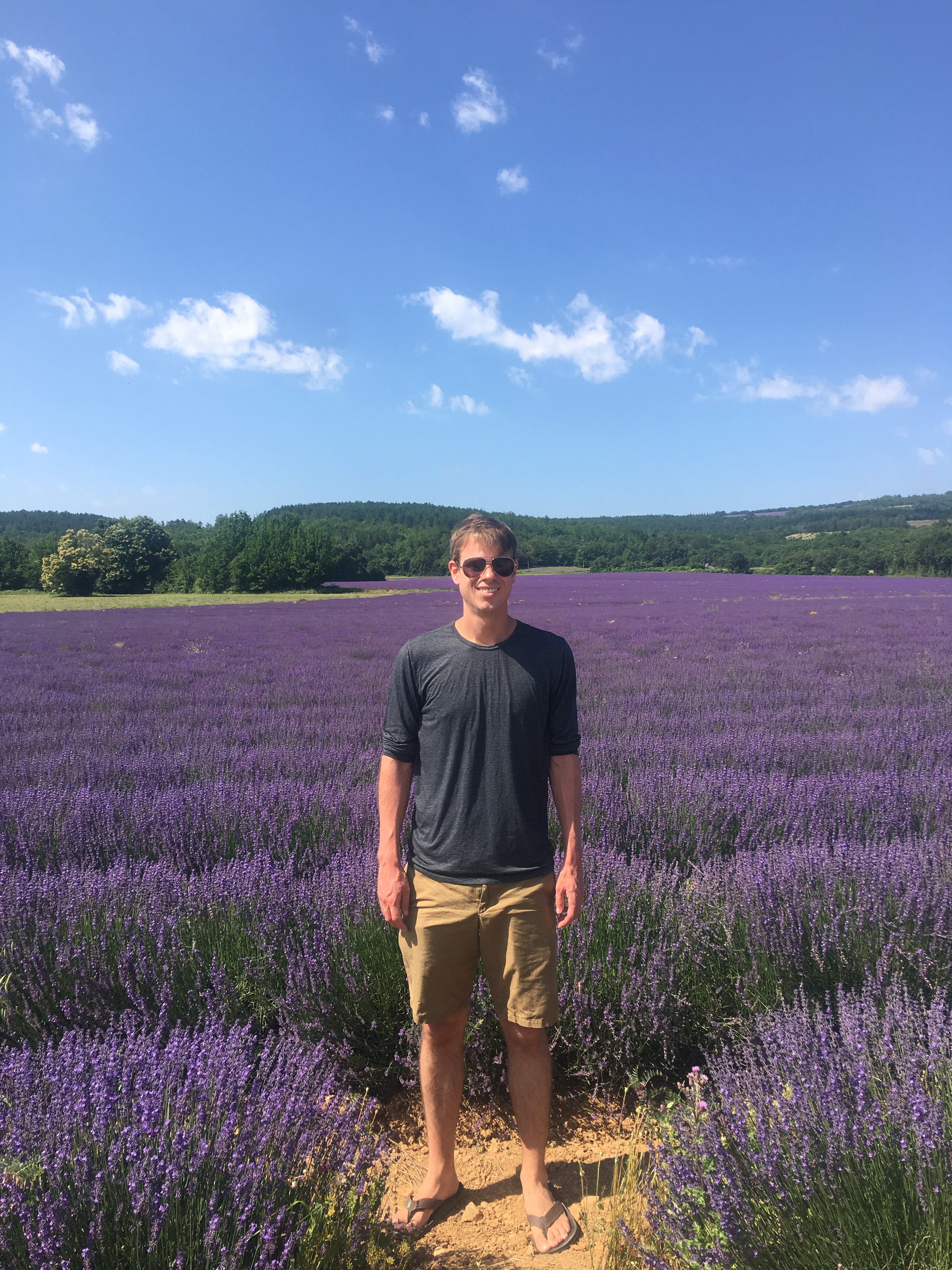 Lavender in Provence