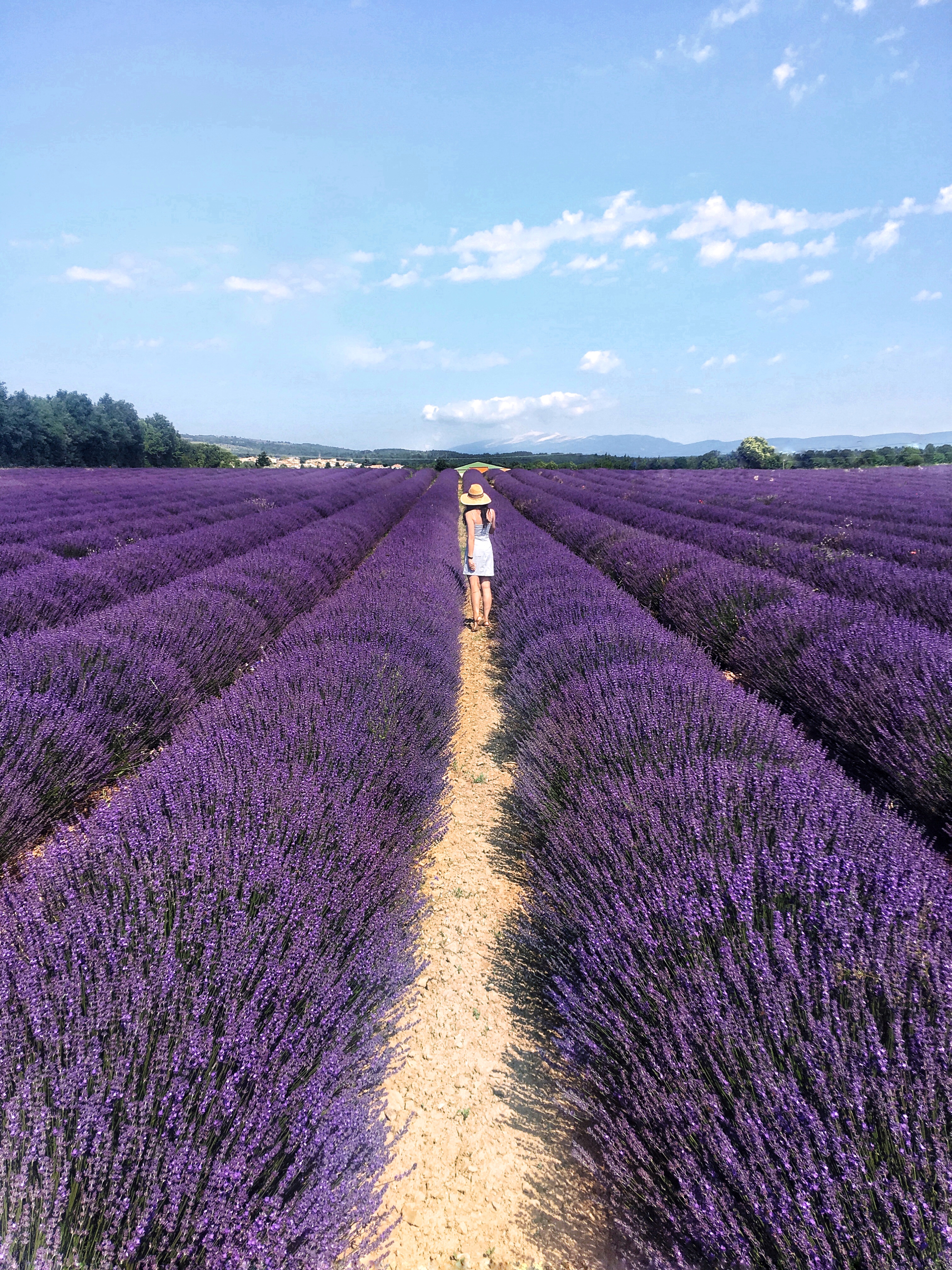 Lavender fields in Provence 2