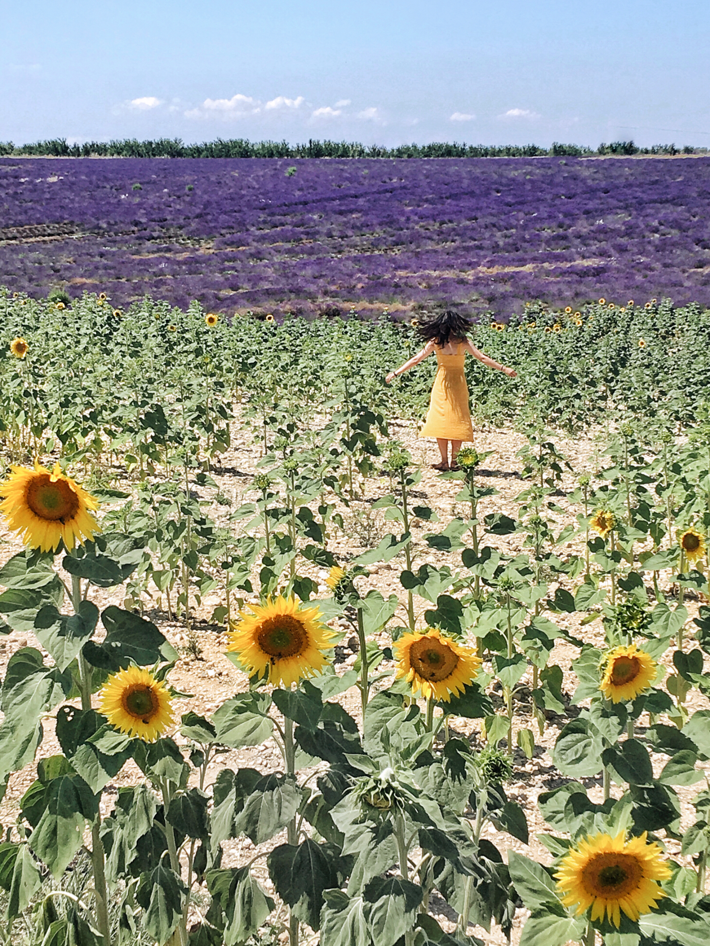 Frolicking in lavender and sunflower in Provence