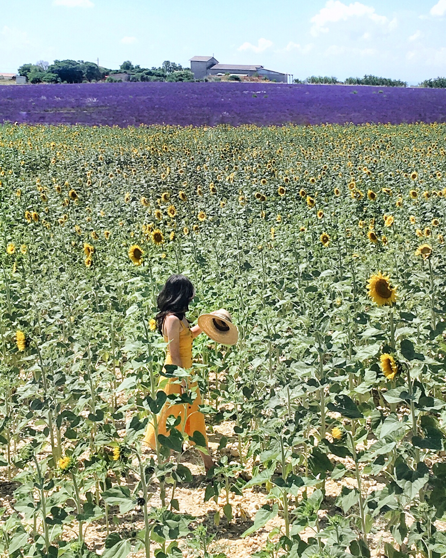 Lavender and sunflower field Valensole