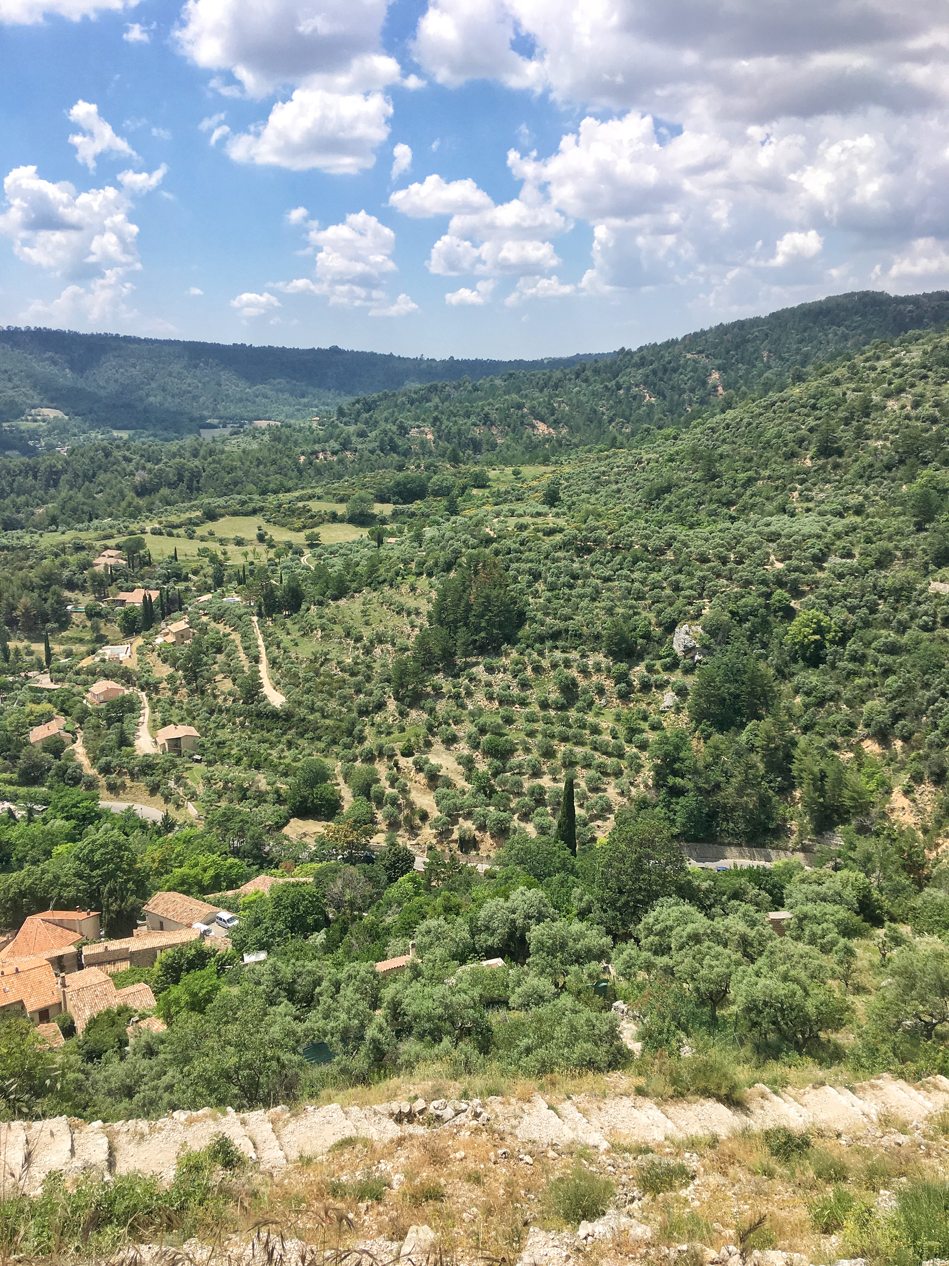 Olive groves Moustiers Saint Marie