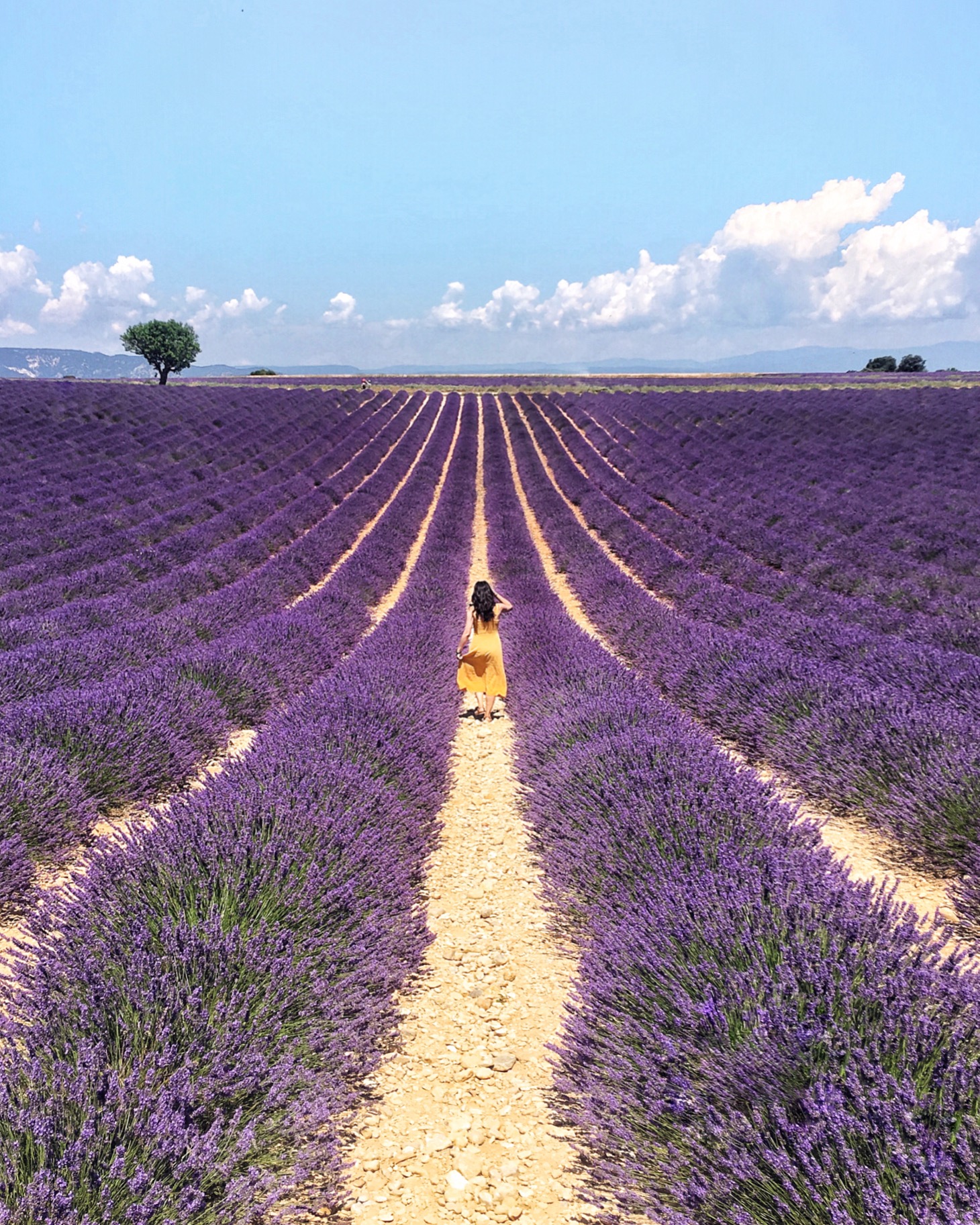 Lavender fields of Valensole