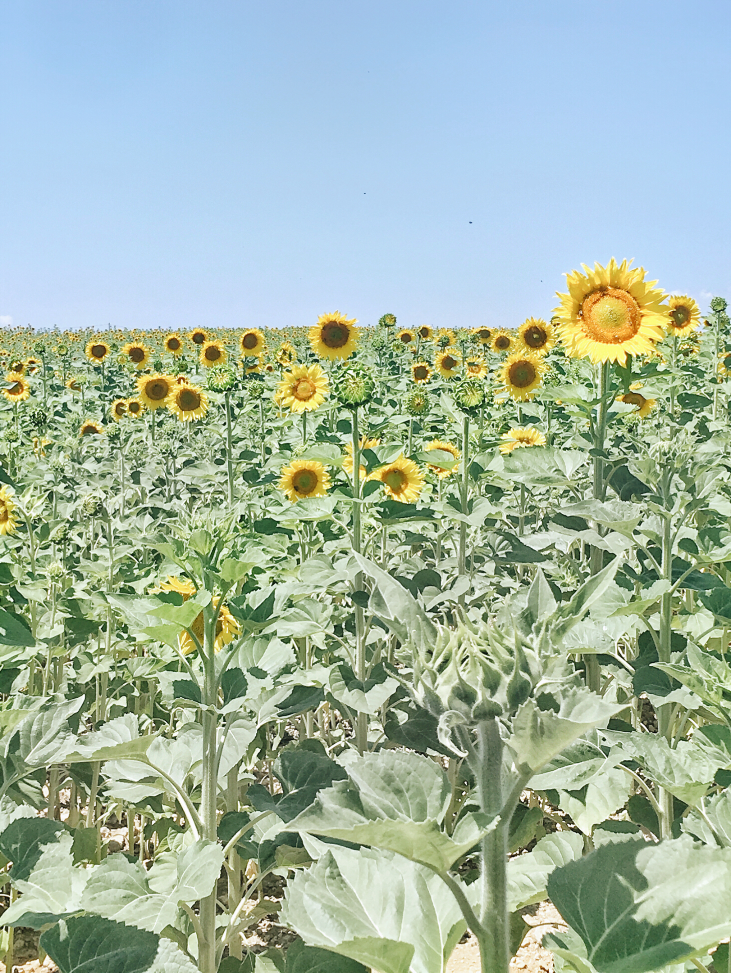 Sunflower fields in Valensole