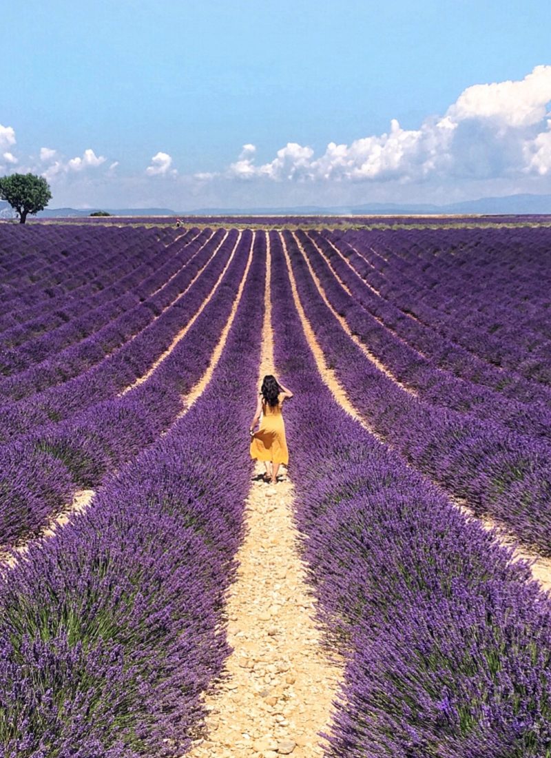 Visiting Lavender Fields in Provence