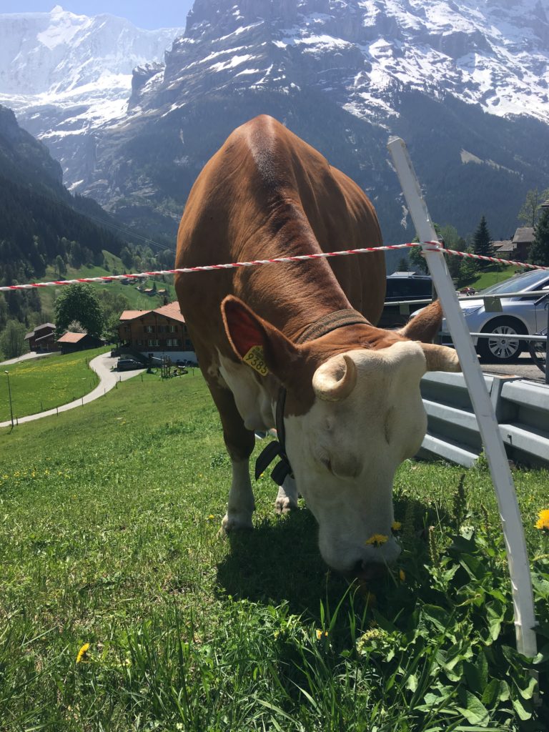 Swiss cow and cowbell 