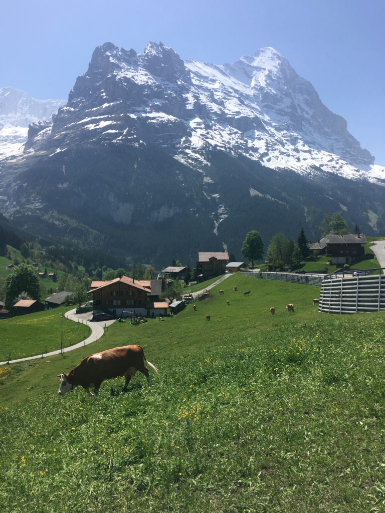 Swiss cows and the Eiger