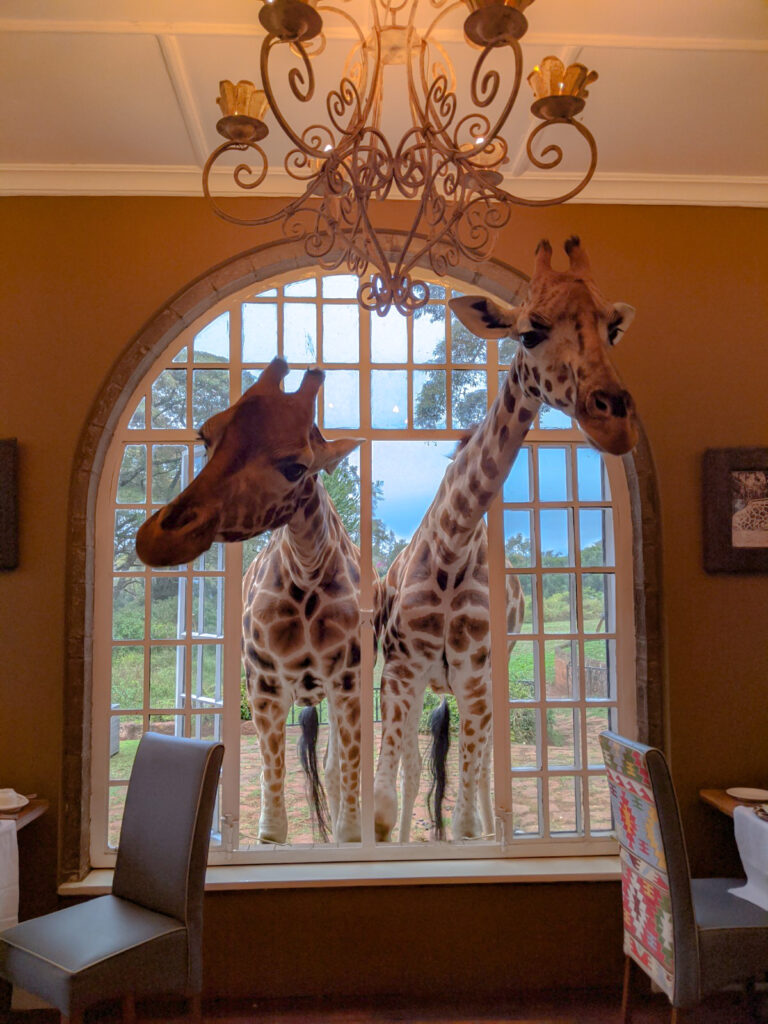 Eager giraffes at Giraffe Manor