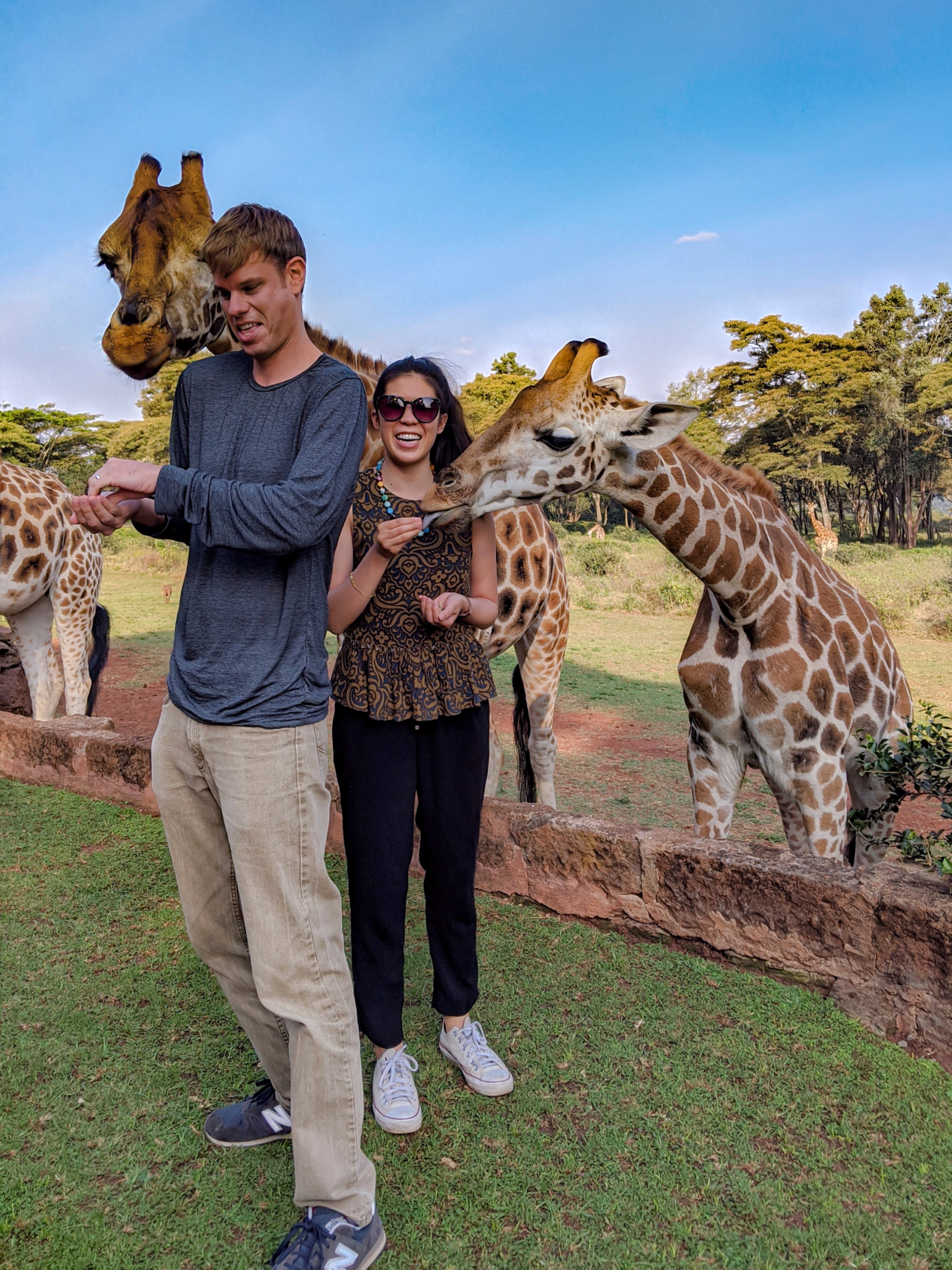 Feeding giraffes at Giraffe Manor