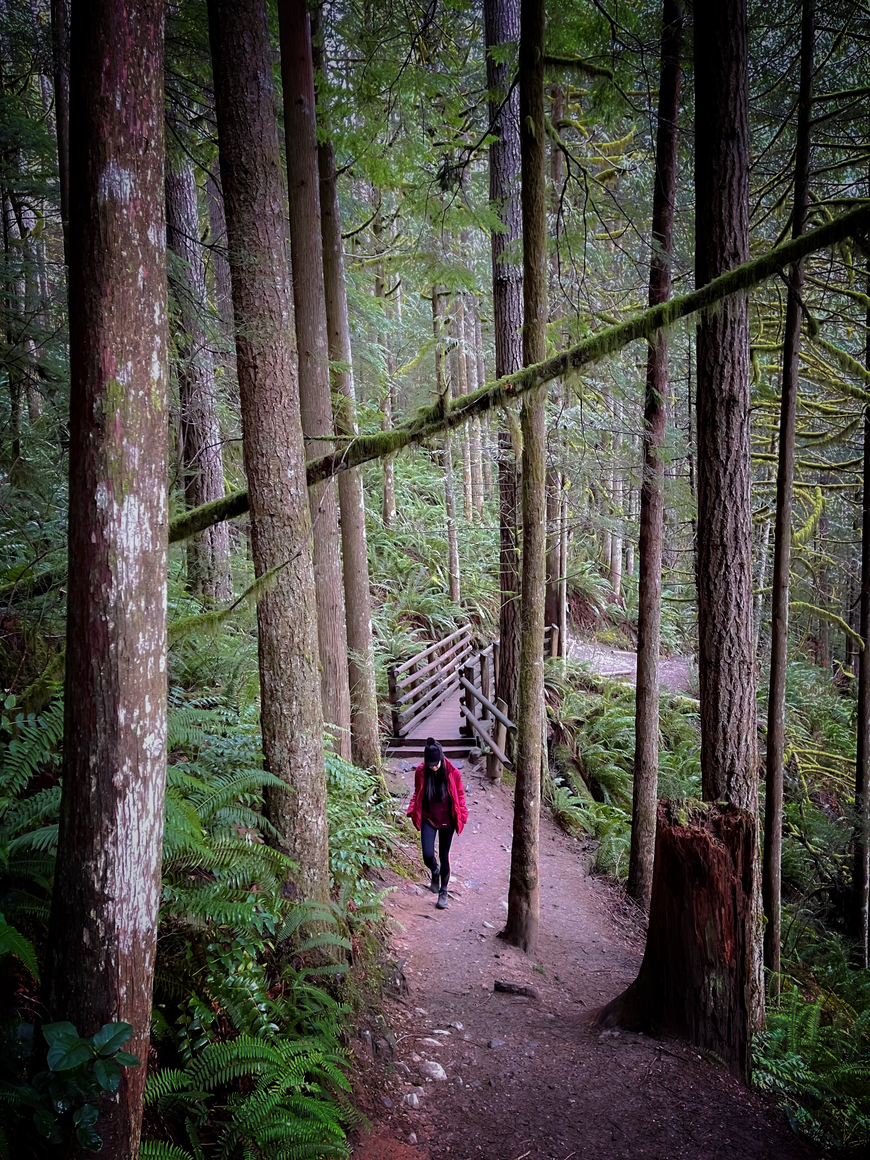 Wallace Falls forest