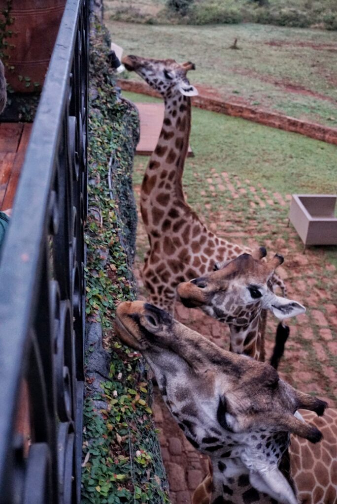 Breakfast with Giraffes at Giraffe Manor