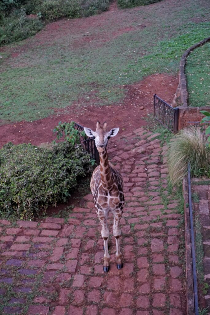 Baby giraffe at Giraffe Manor