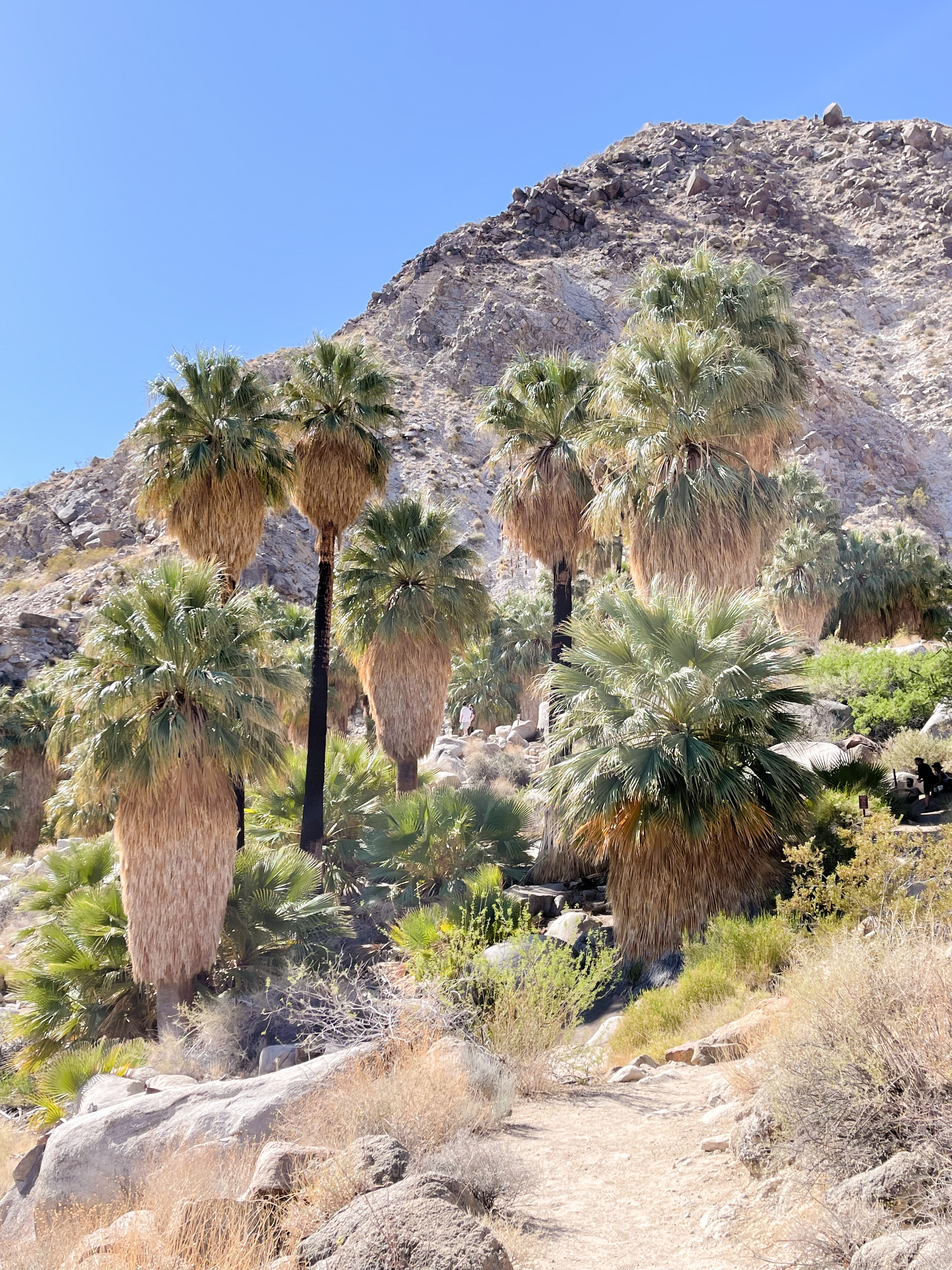 Palm tree oasis in Joshua Tree